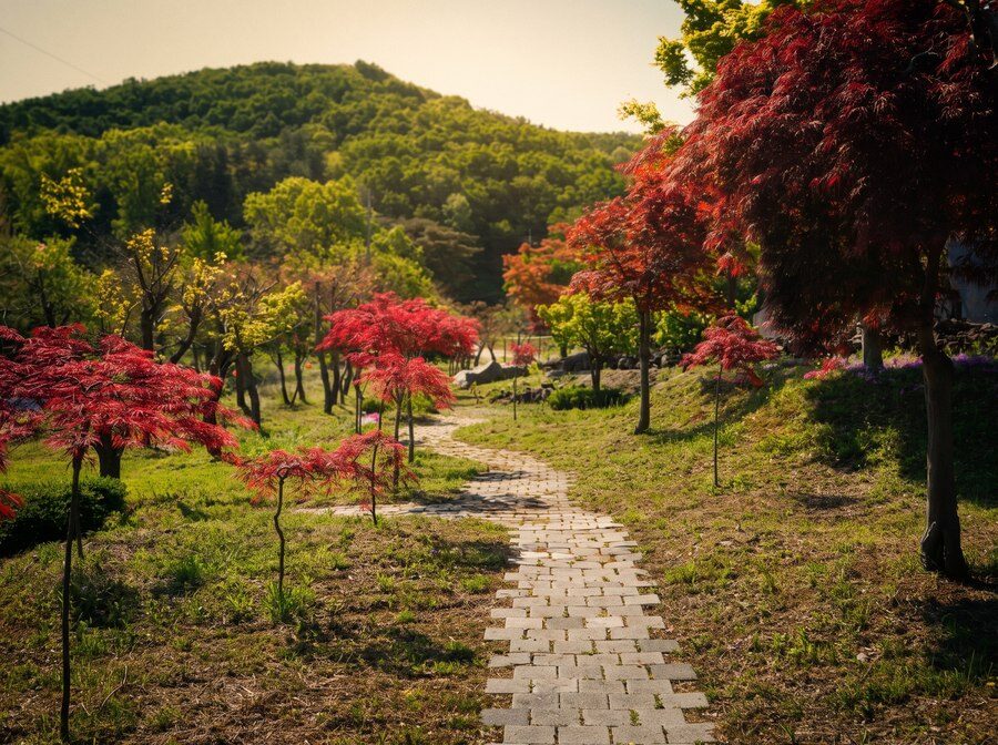 붉은 단풍나무가 늘어선 중휴림 정원 산책로